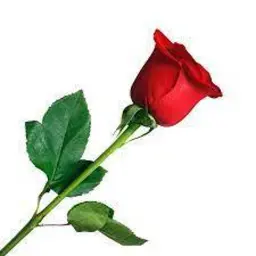 Red Rose Giveaway